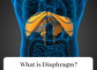 About Diaphragm